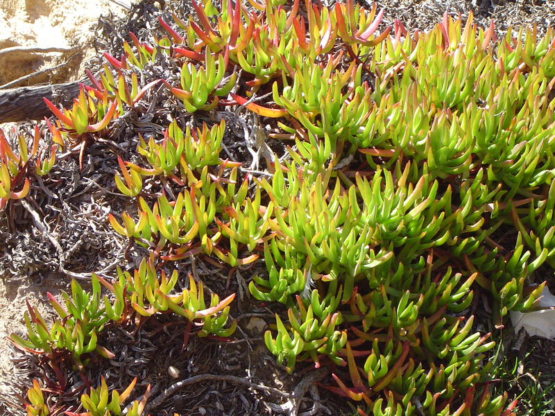 succulents plants growing on windswept coastal rocks